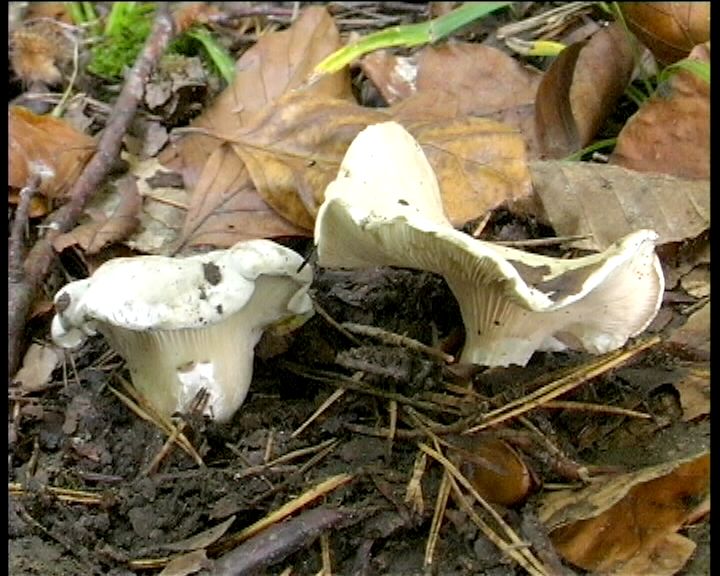 Clitopilus  cystidiatus       Hauskn. & Noordel.